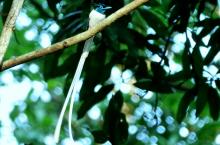 paradise-flycatcher-female Paradise Flycatcher Female