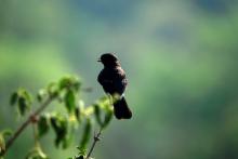 pied-bush-cha Pied bush cha