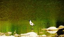 river-lapwing River lapwing