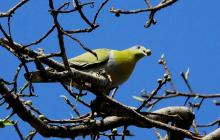 yellow-footed-green-pigeion Yellow footed Green pigeon